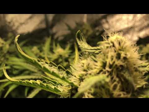 Spectrumking LED superskunk test with co2 week5 part 2