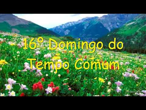 Homilia dominical. 19/07/2020