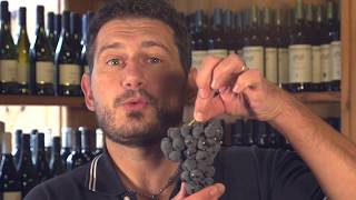 è vietata la vendita del vino fragolino?