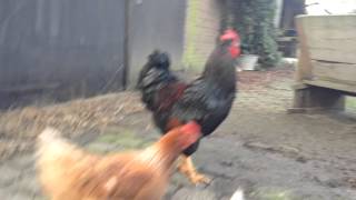 Onze vrij lopende kippen