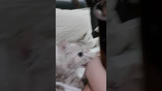 有關貓咪的咬人小情趣（附影片）