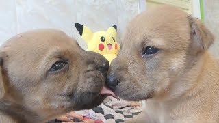 Hey! Baby! Ask for a kiss | Amazing Baby dog kissing each other