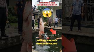 Download lagu ⚠️‼️koi fish prey on pets 😱 #shock #shorts mp3