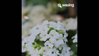 Download lagu Jalan hidup yang tersesat mp3