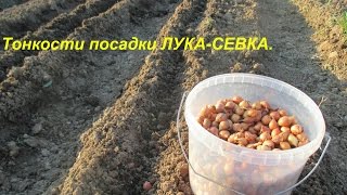 Смотреть онлайн Советы садовода по посадке лука-севка