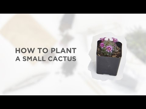 DIY MINI CACTUS PLANTER (PART 1)