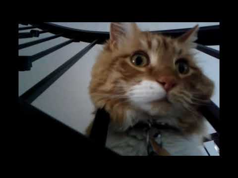 My Cat's Shark Attack