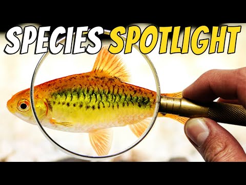 Barbus zlatý (Barbodes semifasciolatus) — video o chove a starostlivosti