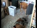 AFV Highlights