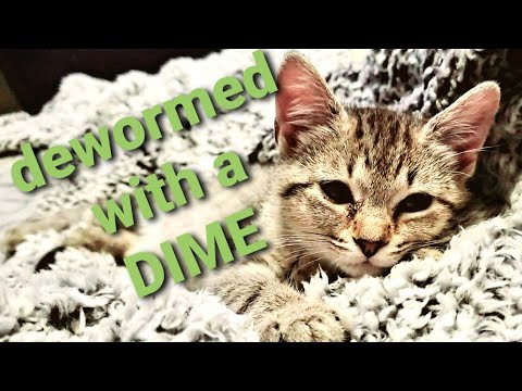 YouTube video about: What is the purpose of deworming cats?