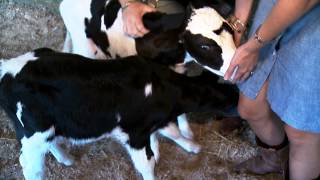 preview picture of video 'Baby Cows get...frisky on live TV (Wilson's World on Fox Charlotte)'