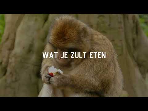 Wees Niet Bezorgd - Solid Worship