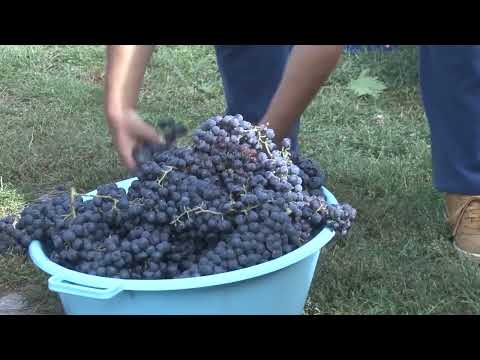 Kako izgleda pravljenje organskog vina