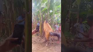 Download lagu Pohon Pisang mp3