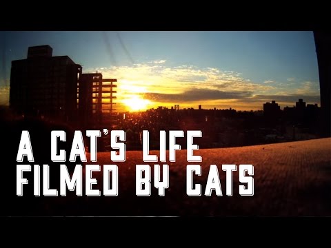 Cat Diaries: The First Movie Filmed by Cats!