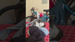 Paw patrol the movie review with my 2 cats in the bedroom 🐯🐕📽 #cats #moviereview #catdad