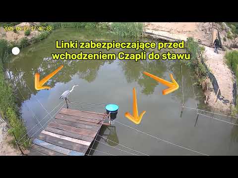 Zdesperowana Czapla polująca na ryby z pomostu.