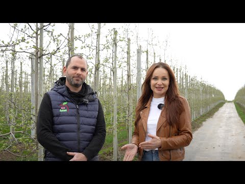 How to Respond to Apple Problems? Biostimulation in Cezary Rokicki's Orchard.