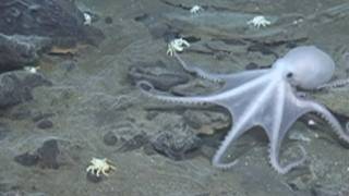 Spooky video of 'lost world' sea life deep in the ocean