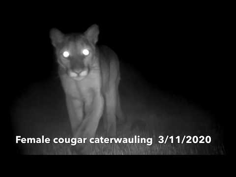 Female Cougar Caterwauling!