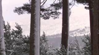 Winterwatch - KOD Mad as Snow
