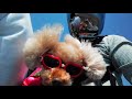 トイプードル サーフスポット ツーリング Dog Toy Poodle 犬