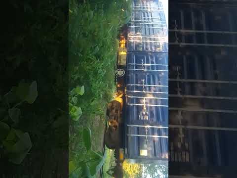 Trenes Argentinos cargas. 9724 Calilegua Jujuy ramal c15. primer video d 2026. Feliz Año Nuevo Gente