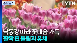 낙동강 따라 꽃내음 가득...활짝 핀 튤립과 유채 / YTN