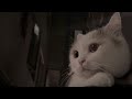 Persian cat zuka || persian cat grey || #persiancat #persiancatsale #shorts #cat