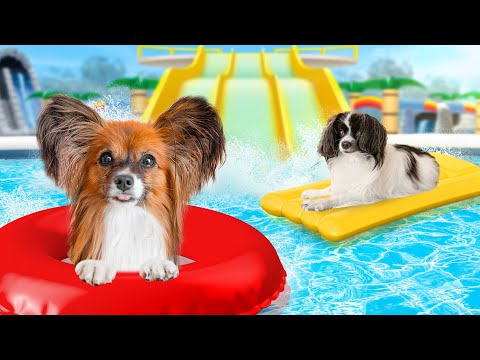 AQUAPARK DLA NASZYCH PIESKÓW!