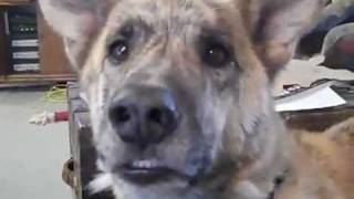 Ultimate Dog Tease   - YouTube.flv