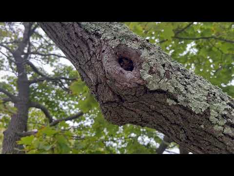 Carpenter Ants Marching Out of the Tree in Bradley Beach, NJ