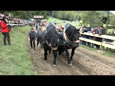 -  VRANCI IZ NJEMAČKE NAJJAČI KONJI EVROPE -