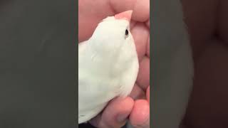 にぎりピーコ🕊️ #文鳥
