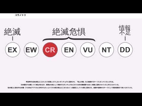 コウノトリ目 (シブリー)について詳しく解説