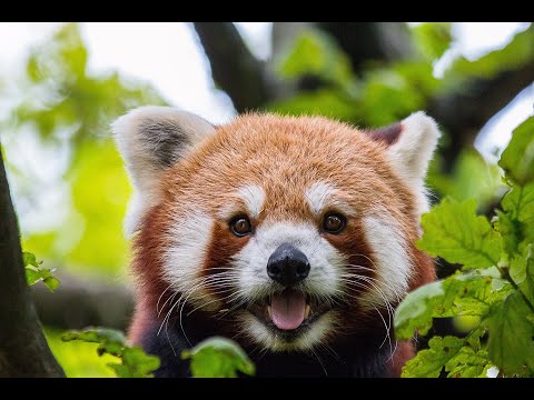 Ein keiner Film über rote Pandas