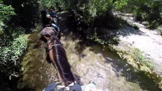 Hansen Damn June 4 2016