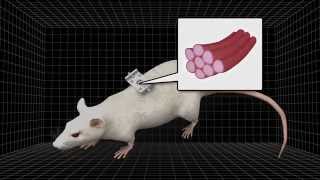 Duke scientists engineer self-regenerating muscles