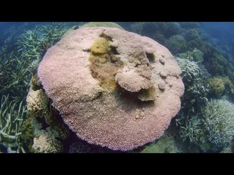 Trailer Can We Save the Reef? – Trailer