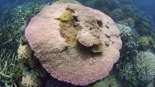 Can We Save the Reef? – Trailer