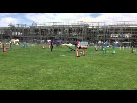 Tracy and Quimblee - Advanced Snooker (16") - 2015-05-31