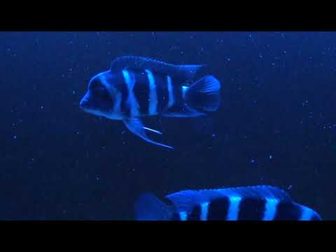 Cyphotilapia frontosa blue Zaire Moba (F1) after feeding time