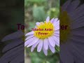 【relax time】 Tatarian Aster / flower