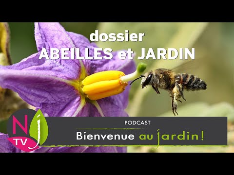 , title : 'ABEILLES AU JARDIN : COMMENT LES ATTIRER ET LES PROTÉGER, NOTRE SÉLECTION DE PLANTES MELLIFÈRES'