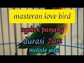 Masteran Love Bird Labet Dengan Metode Jeda