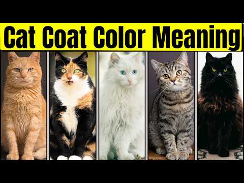 Your Cat's Personality According To Its Coat Color  |Feline Personality and Curiosities