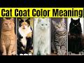 Your Cat S Personality According To Its Coat Color Feline Personality And Curiosities