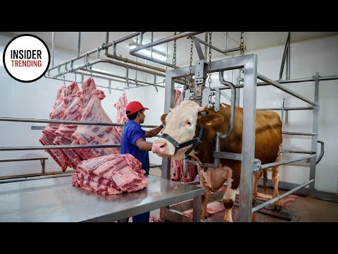 Discover Brazil's Largest Slaughterhouse - Millions Of Cattle Per Day!
