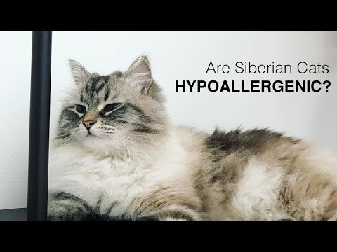 Are Siberian Cats Hypoallergenic?