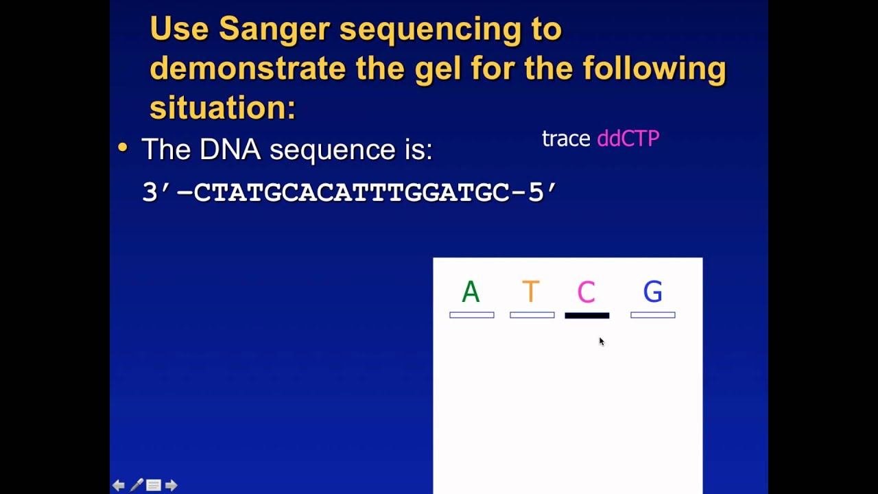 Sanger Sequencing Exercise